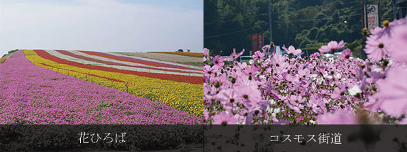 写真：花ひろば・コスモス街道